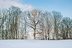 Naked bare big trees in winter photo