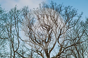 Bare trees, winter background