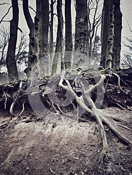 Naked beech trees roots, cliff near sandy beach