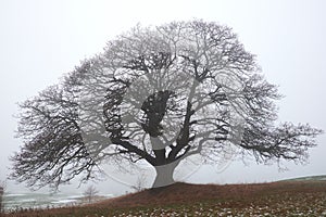 Naked big oak tree in the haze