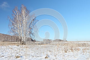 The naked birch standing on a snow glade in the winter