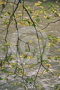 Naked birch tree branches in autumn against dark background - vi