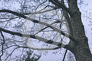 Naked birch tree branches in autumn against dark background - vi