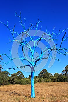 Naked blue tree in dry field by blue sky