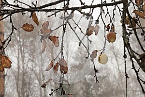 Naked Branches