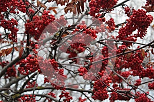 Naked branches with berries of a red mountain ash.