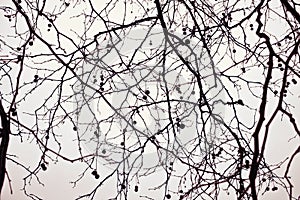 Naked branches of a tree against