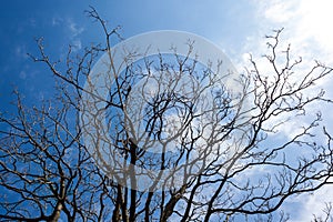 Naked branches of a tree against blue sky