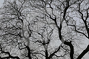 Naked branches of a tree against the dark sky