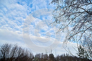 Naked branches of a tree against sky with white clouds