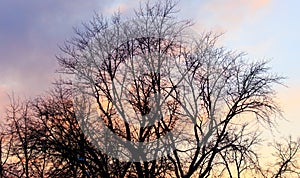 Naked branches on a tree against a sunset sun