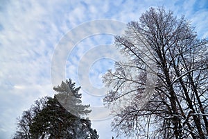 Naked branches of a tree and branches of pine against sky with white clouds