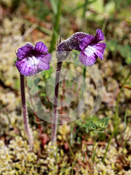 Naked Broomrape - Orobanche uniflora