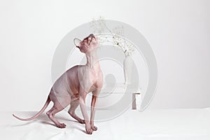 Naked Cat breed canadian Sphinx plays on a white blurred background with a vase of flowers. Morning playful mood