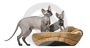 Naked cat, Peterbald in a pet basket