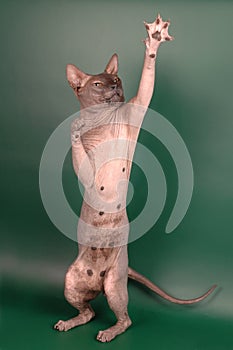 Naked cat voting