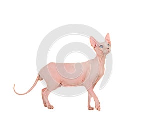 Naked gracious sphinx cat walking and looking up