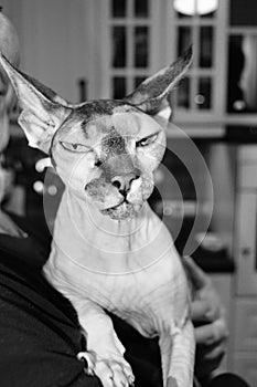 Naked hairless cat breed Sphinx happily sitting in the arms of his caring mistress, pet care concept, vertical frame, black and