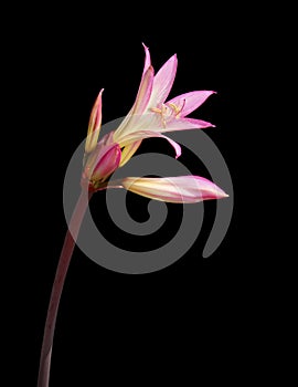 Naked Lady Flower (Jersey Lily) Isolated on Black