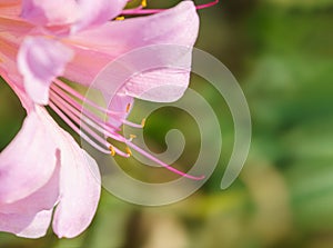 Naked Lady - Lycoris squamigera