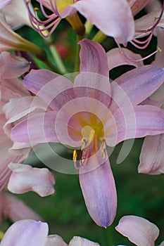 Naked Lady â€“ Magic Lilies - Lycoris Squamigera - flowers portrait