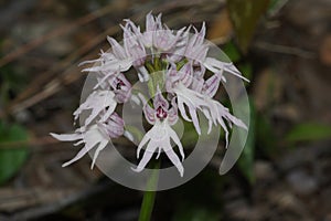 The naked man orchid