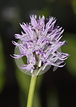 Naked Man Orchid