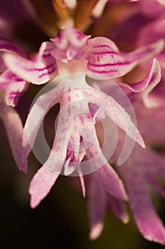 Naked Man orchid flower - Orchis italica