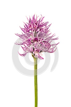 Naked Man orchid flowers - Orchis italica photo