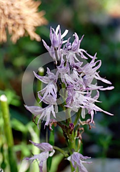 Naked man orchid ( Orchis italica