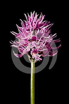 Naked Man orchid over black - Orchis italica