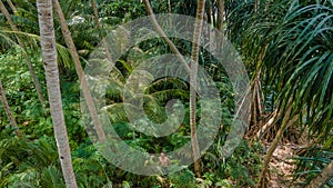 Naked man in the tropical rainforest jungles at the island Manadhoo the capital of Noonu atoll