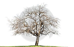 Naked maple tree isolated on white