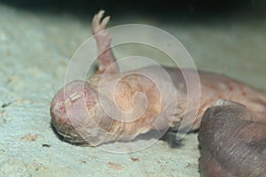 Naked mole-rat