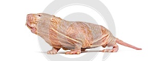 Naked Mole-rat, hairless rat, isolated on wihte