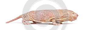 Naked Mole-rat, hairless rat, isolated on wihte