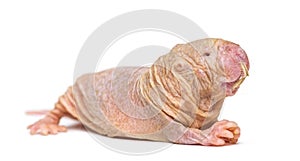 Naked Mole-rat, hairless rat, isolated on wihte