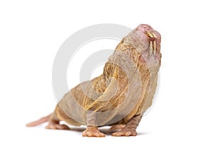 Naked Mole-rat, hairless rat, isolated on wihte