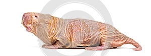 Naked Mole-rat, hairless rat, isolated on wihte