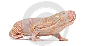 Naked Mole-rat, hairless rat, isolated on wihte