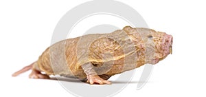 Naked Mole-rat, hairless rat, isolated on wihte