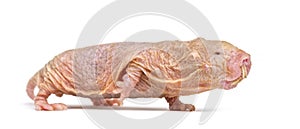 Naked Mole-rat, hairless rat, isolated on wihte