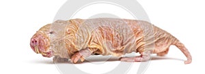 Naked Mole-rat, hairless rat, isolated on wihte