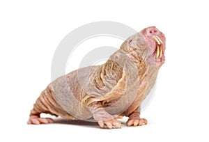 Naked Mole-rat, hairless rat, isolated on wihte