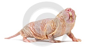Naked Mole-rat, hairless rat, isolated on wihte photo