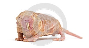 Naked Mole-rat, hairless rat, isolated on wihte photo