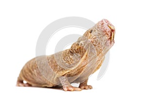 Naked Mole-rat looking up, hairless rat, isolated on wihte