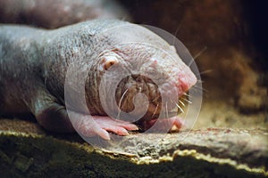 A naked mole rat in an underground burrow