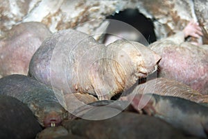 Naked Mole-rats