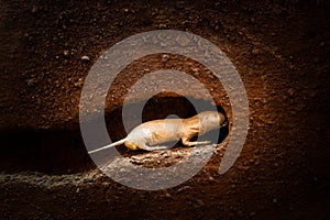 Naked molerat Heterocephalus glaber digging at underground tuber